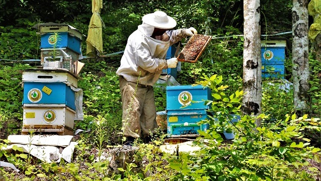 Bal ormanlarından ekonomiye 300 milyon TL katkı