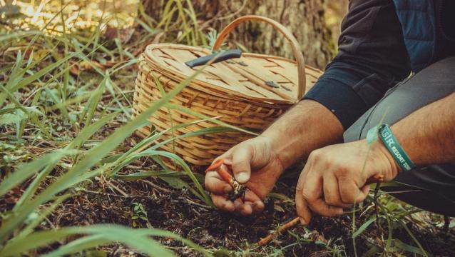 Geleneksel İksir Doğa ve Mantar Şenliği ile oksijenin kalbine yolculuk