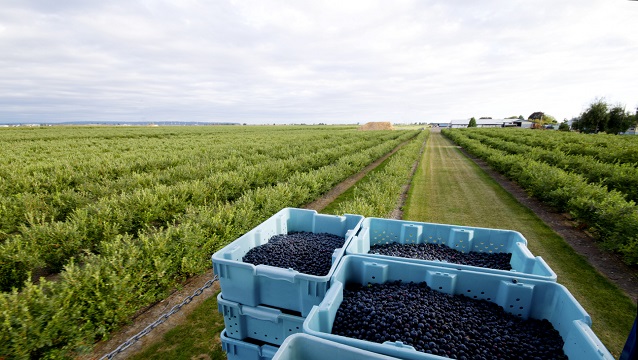 Kütahya’da blueberry için Uluslararası güç birliği