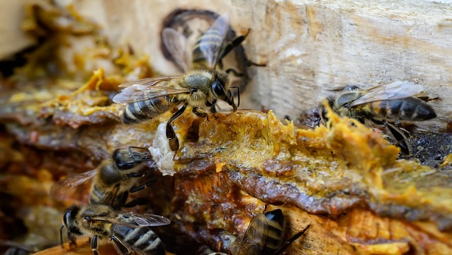 Propolis, koronavirüste hem koruyor hem iyileştiriyor