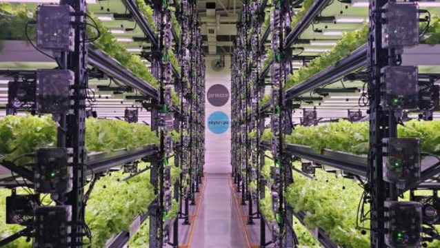 Skycrops ile dikey tarım: Topraksız, pestisitsiz ve yıl boyu taze